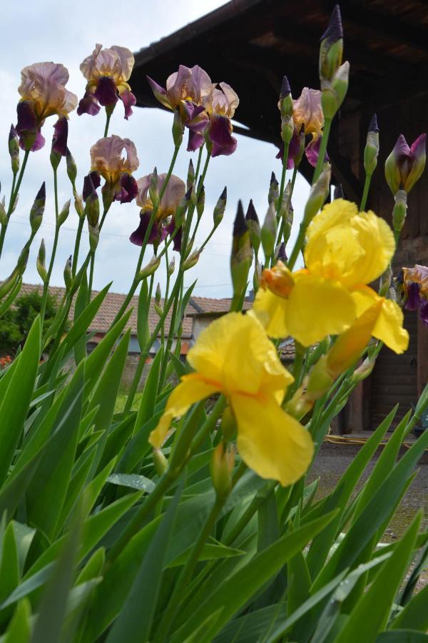 Ferme Les Iris Apartment Issenheim Luaran gambar